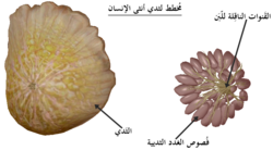 مُخطط يظهر الغدد الثديية والقنوات الناقِلة للبن