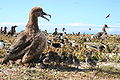 Sooty tern chicks seeking shade under the shadow of a young black-footed albatross