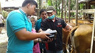 Pemeriksaan kebuntingan pada sapi menggunakan USG