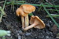 Cantharellus friesii