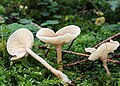 Auch der schmächtigere Duft-Trichterling (Clitocybe fragrans) verströmt einen prägnanten Anisgeruch.