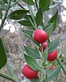 Fotografia de fruchs, un exemple d'element destinat a assegurar la reproduccion d'un vegetau.