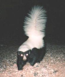 Hognosed skunk.jpg