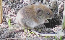 Tikus padang tebing (Myodes glareolus) hidup di kawasan hutan jarang di Eropah dan Asia.