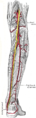 artèries poplítia, tibial posterior i peroneal.