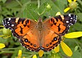 Vanessa virginiensis