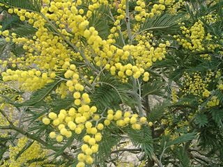 The "mimosa" (Silver Wattle (Acacia dealbata])), symbol of Women's day in Russia