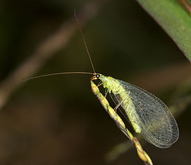 Chrysopa oculata