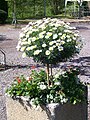 Marguerite - Argyranthemum frutescens