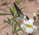 Horned sungem robbing a flower