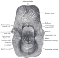 Bukaan pada larynx, dilihat dari belakang.