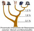 Der genetische Stammbaum der Menschenaffen