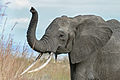 Image 8 Elephant portrait Photograph: Muhammad Mahdi Karim A portrait of an African elephant, highlighting its trunk. The trunk, which contains some 150,000 muscle fascicles, is a fusion of the nose and upper lip with a unique nerve running along both sides. An elephant can use its trunk for power functions, such as lifting up to 350 kg (770 lb), or more delicate functions, such as wiping its eye. More selected pictures