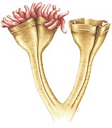 Auroralumina attenboroughii, un depredador ediacarià (c. 560 mya). Era un grup de tija cnidaris, capturant preses amb els seus cnidòcits.[96]