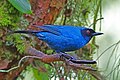 Masked flowerpiercer