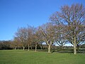 Image 32Trees on Southampton Common in winter (from Portal:Hampshire/Selected pictures)