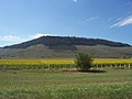 Sunflower plantation in Argentina. The country is the world's third largest producer of sunflower seed.