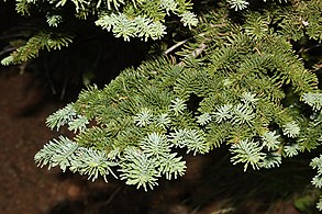 Abies procera