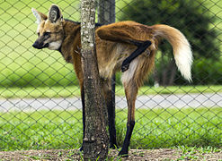 Mähnenwolf (Chrysocyon brachyurus)