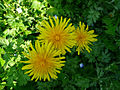 Taraxacum platycarpum, bồ công anh Hàn