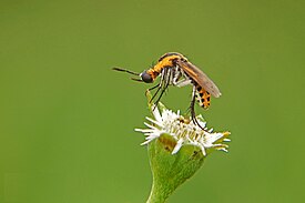 Toxophora fasciculata