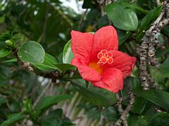 Hibiscus boryanus