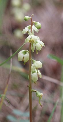 Pyrola chlorantha 260507.jpg