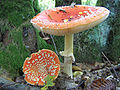 A.muscaria matură