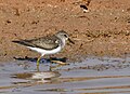 At Khijadiya Bird Sanctuary, Gujarat, India