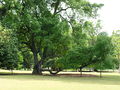 The Tembusu tree (Cyrtophyllum fragrans), featured on the back of the Singaporean five-dollar bill, at Lawn E, Singapore Botanic Gardens