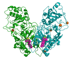 Fumarylacetoacetathydrolase