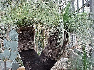 Hábito de Xanthorrhoea.