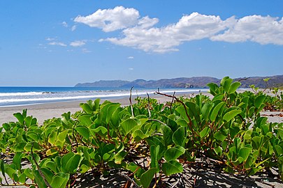 Parque nacional Santa Rosa. Conserva la muestra de bosque seco más importante de Mesoamérica. Su área integra 43 mil ha marinas y 38 mil terrestres. Posee dos sectores turísticos: Santa Rosa, donde se halla el Monumento Nacional Hacienda Santa Rosa, de valor histórico para el país; y Murciélago, en la península de Santa Elena, las tierras más antiguas de Costa Rica. Protege, entre otros, 115 especies de mamíferos terrestres. En este parque se hallan playa Naranjo (en la foto) y la Roca Bruja.