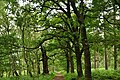 La forêt de Sherwood.