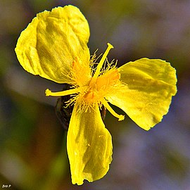 Vista distal de una flor de Xyris (Ver nota debajo).