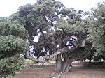 Alzina del Mas de Borbó (l'Aleixar)