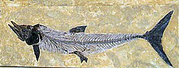 Cimolichthys nepaholica