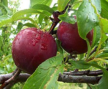 Plum fruits