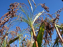 Sorghum arundinaceum