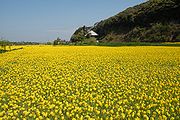 蛇園出清水地区の菜の花畑