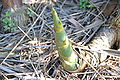 Pousse de bambou épineux à Taïwan.