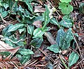 Goodyera oblongifolia (genere Goodyera)