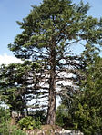 Cedre del Jardí dels Salesians (Vimbodí i Poblet)