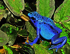 Description de l'image Dendrobates azureus (Dendrobates tinctorius) Edit.jpg.