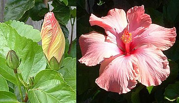 Noter les feuilles dentées ou ondulées, la fleur torsadée avant ouverture, la capsule, ici chez Hibiscus rosa-sinensis.