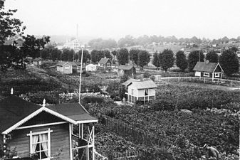 Stora Hornsbergs trädgårdskoloni 1915.