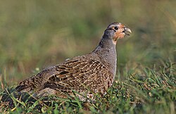 Agerhøne (Perdix perdix).