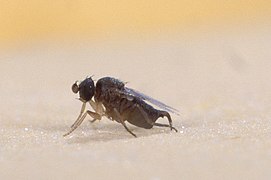 Pseudacteon sp., un Phoridae.