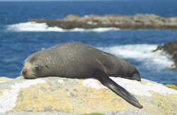 Jaunzēlandes kotiks (Arctocephalus forsteri)