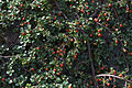 Cotoneaster adpressus